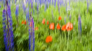 Purple_lupins