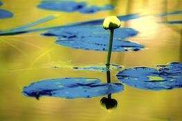 Water_lily
