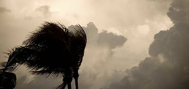 Wind_on_palm
