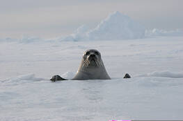 Harp_seal_on_packice
