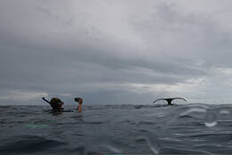 Swimming_with_humpback