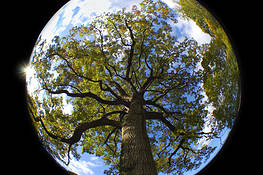 Mother_earth