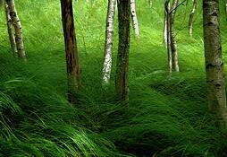 Birches_and_grass