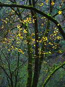 Curving_trees_and_suspended_leaves
