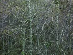 Winter_alders