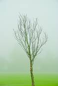 Fog_tree
