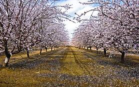 Almond_blossoms