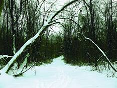 Winter_path