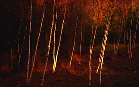 Autumn_birches