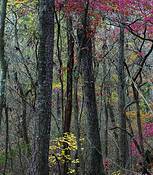 Autumn_fantasy