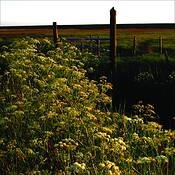 Landscape_3