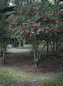 The_red_camelia
