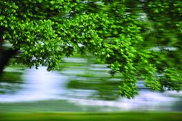 Pecan_orchard_1