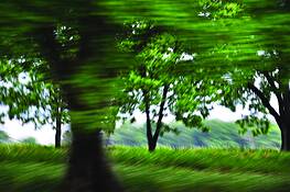 Pecan_orchard_2