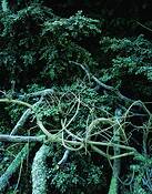 Branches