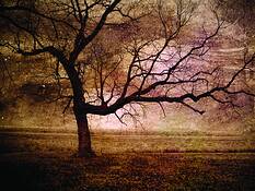 Midnight_sun