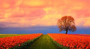 Tulip_field