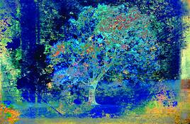 Blue_maple