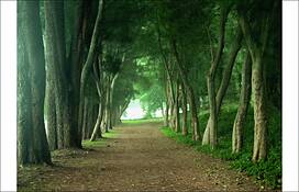 Walkin_the_woods