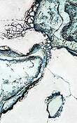 Continents