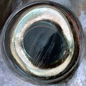 A_cold_and_fishy_eye