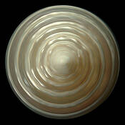 Shell__5