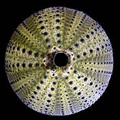 Urchin