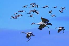 Sandhill_crane_migration