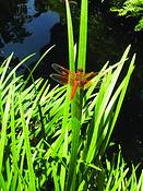 Meadow_hawk