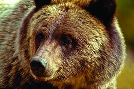 Grizzly