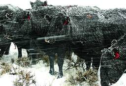 Bovine_blizzard