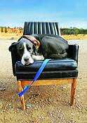 A_dog_named_cowboy