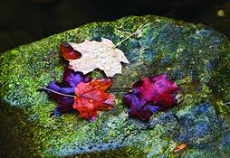 Fall_leaves