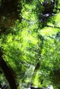 Liquid_2