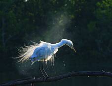 Egret