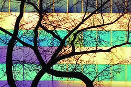 Tree_windows