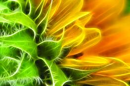 Sunflower_glow