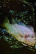 Organless_swim