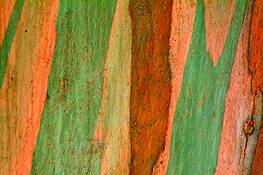 Eucalyptus