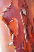 Madrone_2