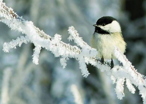 Chickadee_on_frosted_branch