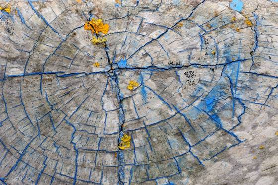 Spiders_web