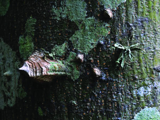Bark