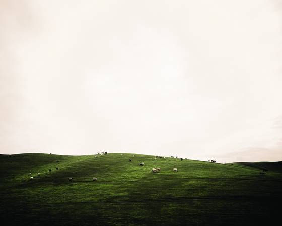 Cows