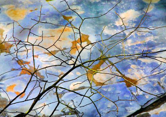 Branches