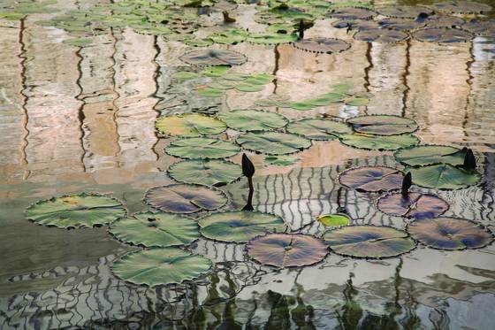 Lily_pads