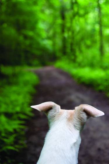 The_path