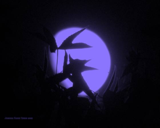 Moon_peeking_through_leaves