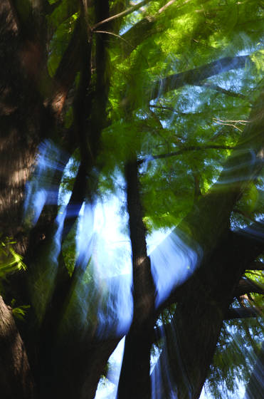 Tree_burst