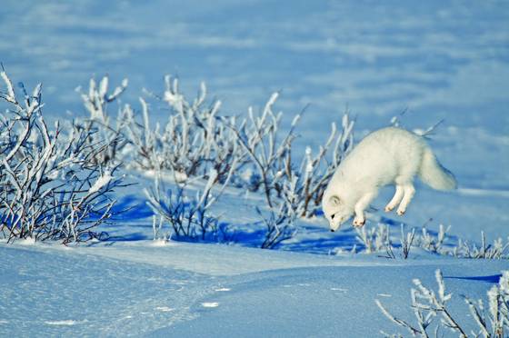 Arctic_fox